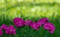 blue butterflies flying in cosmos flowers against a dusk sky Royalty Free Stock Photo