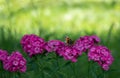 blue butterflies flying in cosmos flowers against a dusk sky Royalty Free Stock Photo