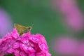 blue butterflies flying in cosmos flowers against a dusk sky Royalty Free Stock Photo