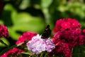 blue butterflies flying in cosmos flowers against a dusk sky Royalty Free Stock Photo