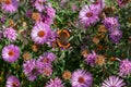 Blue butterflies flying in cosmos flowers against a dusk sky Royalty Free Stock Photo