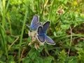 Blue butterflies on the grass