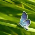 Blue butterflies