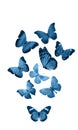 Blue butterflies isolated on white background. tropical moths. insects for design. watercolor paints