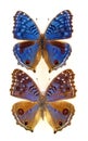 Blue butterflies isolated on white. Colorful Precis rhadama macro close up, nymphalidae, collection butterflies