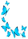 Blue butterflies isolated