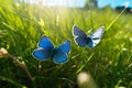 Blue butterflies in nature - Macro shot of polyommatus icarus on a sunny meadow, generative AI