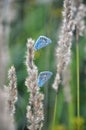 Blue Butterflies (Polyommatus icarus) on a meadow in sunset Royalty Free Stock Photo