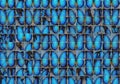 Blue butterflies, possibly Morphos (Morpho spp.), are displayed in a grid pattern. Each Royalty Free Stock Photo