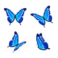 Blue butterflies