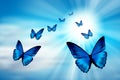 Blue Butterflies in the sky Royalty Free Stock Photo