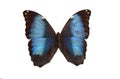 The Blue Butterfly Royalty Free Stock Photo