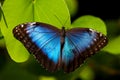 Blue Butterfly Royalty Free Stock Photo