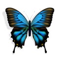 Blue butterfly Royalty Free Stock Photo