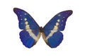 The Blue Butterfly 3