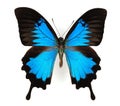 Blue Butterfly Royalty Free Stock Photo