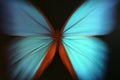 Blue butterfly abstract with zoom