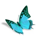 Blue Butterfly