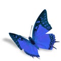 Blue Butterfly