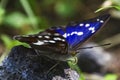 Blue butterfly basks on a rock Royalty Free Stock Photo