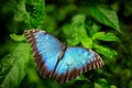 Blue Butterfly big Morpho, Morpho peleides, sitting on green leaves, Mexico. Tropic forest.