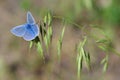 Blue butterfly blade of grass