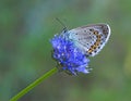 Modrý motýl na modrý květina 