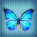 Beautiful blue butterfly with broken wings