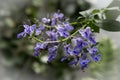 Blue Butterfly Bush flower or Blue Glorybower, Blue Wings Its Latin name is Clerodendrum Ugandense Syn Rotheca Myricoides , native