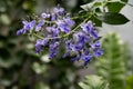 Blue Butterfly Bush flower or Blue Glorybower, Blue Wings Its Latin name is Clerodendrum Ugandense Syn Rotheca Myricoides , native