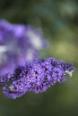 Blue butterfly bush growing in Potzbach, Germany Royalty Free Stock Photo