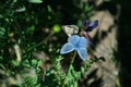 Blue butterfly