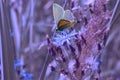 Blue butterfly on cornflower flower and grass,