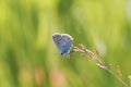 Blue butterfly crawling on a thin green blade of grass Royalty Free Stock Photo