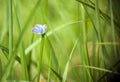 Blue butterfly - Cupido minimus on a green grass. Blue butterfly on blurred background. Summer time wallpaper