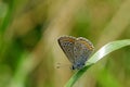 blue butterfly,with stips on the wings