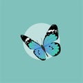 Blue Butterfly Flat Design on Blue Background Royalty Free Stock Photo