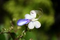 Blue Butterfly flower Royalty Free Stock Photo