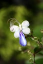 Blue Butterfly flower Royalty Free Stock Photo