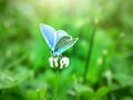 Blue butterfly on flower alfalfa Royalty Free Stock Photo