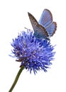 Blue butterfly on flower cutout Royalty Free Stock Photo