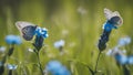 blue butterfly on a flower two butterflies on blue flowers Royalty Free Stock Photo