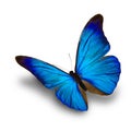 Blue Butterfly flying