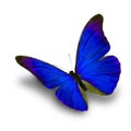 Blue Butterfly flying Royalty Free Stock Photo