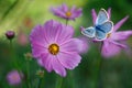 The blue butterfly flying among pink cosmos flowers