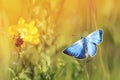 blue butterfly flying in a Sunny meadow on a summer day Royalty Free Stock Photo