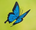 Blue Butterfly Graphic
