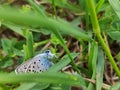 Blue butterfly on the grass