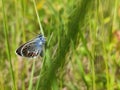 Blue butterflies on the grass