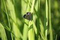 Blue butterfly on grass Royalty Free Stock Photo